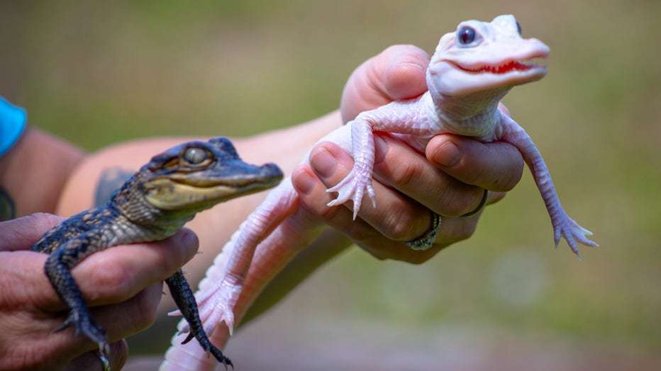 Mystic-The-Leucistic-and-Her-Brother-Mayhem.jpg