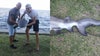 'Squiggly shark' with 'rare' deformity hooked in Titusville: 'I feel bad keeping this one'
